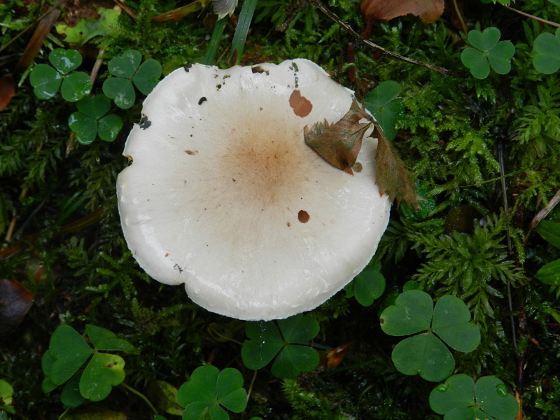 sempre bosco prevalenza conifere
